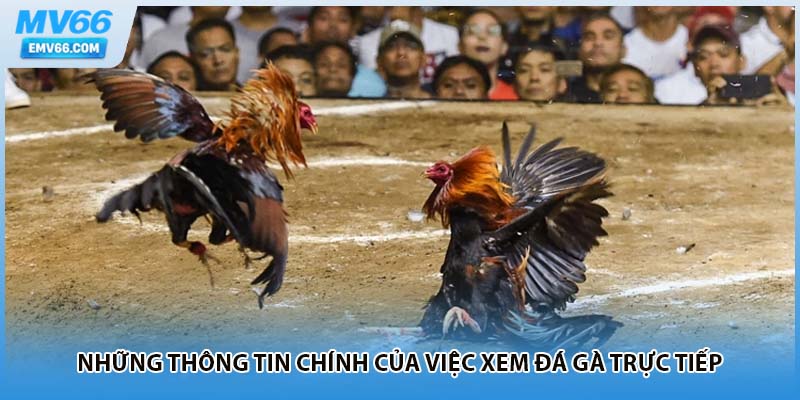Những thông tin chính của việc xem đá gà trực tiếp